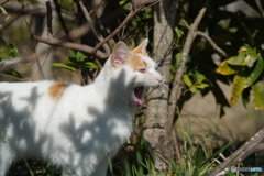 公園猫67