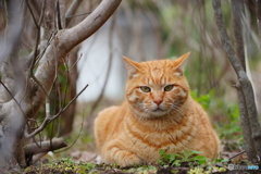 公園猫79