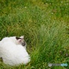 ふかふかのベッドでおやすみ中