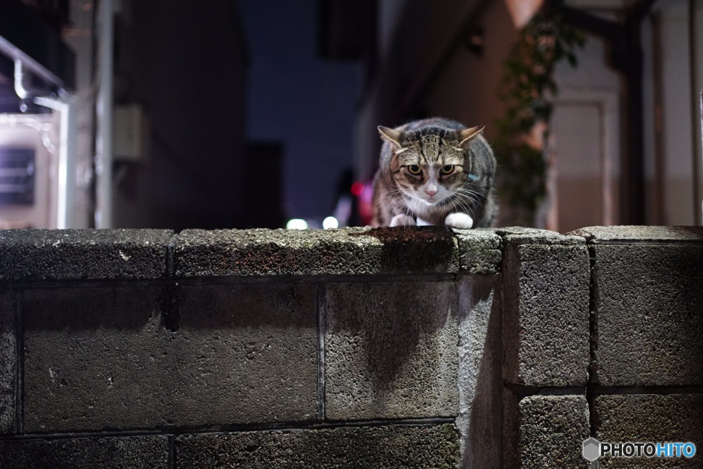 夜猫28