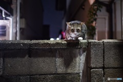 夜猫28