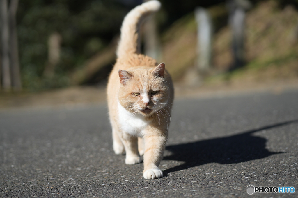 公園猫