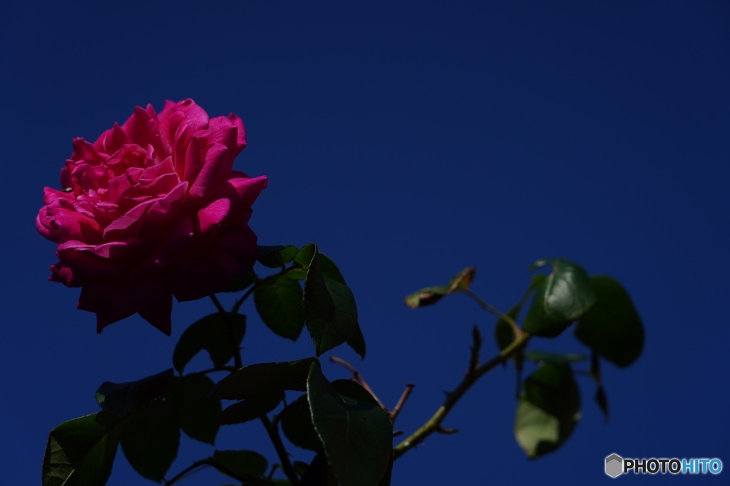 薔薇と青空