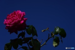薔薇と青空