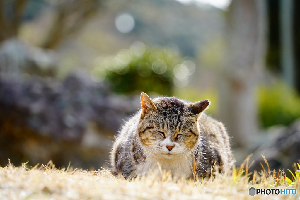 うとうと。