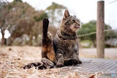 公園猫37