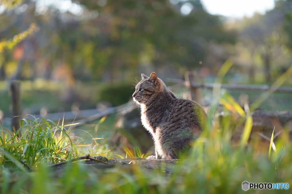 公園猫8