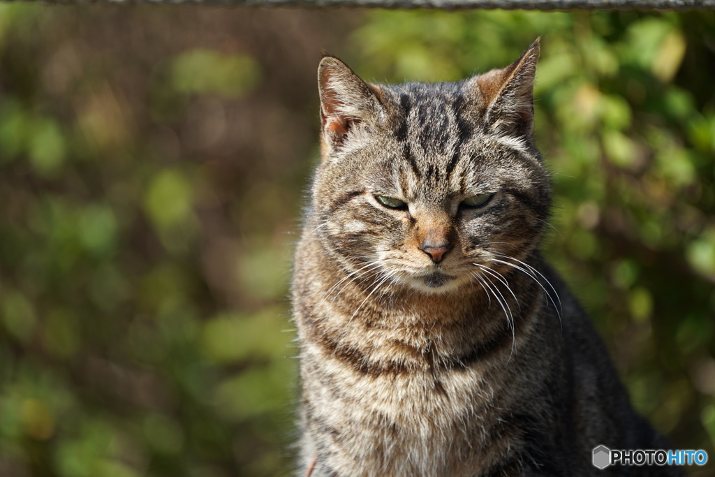 公園猫69