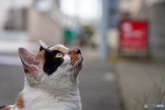 空が気になる猫