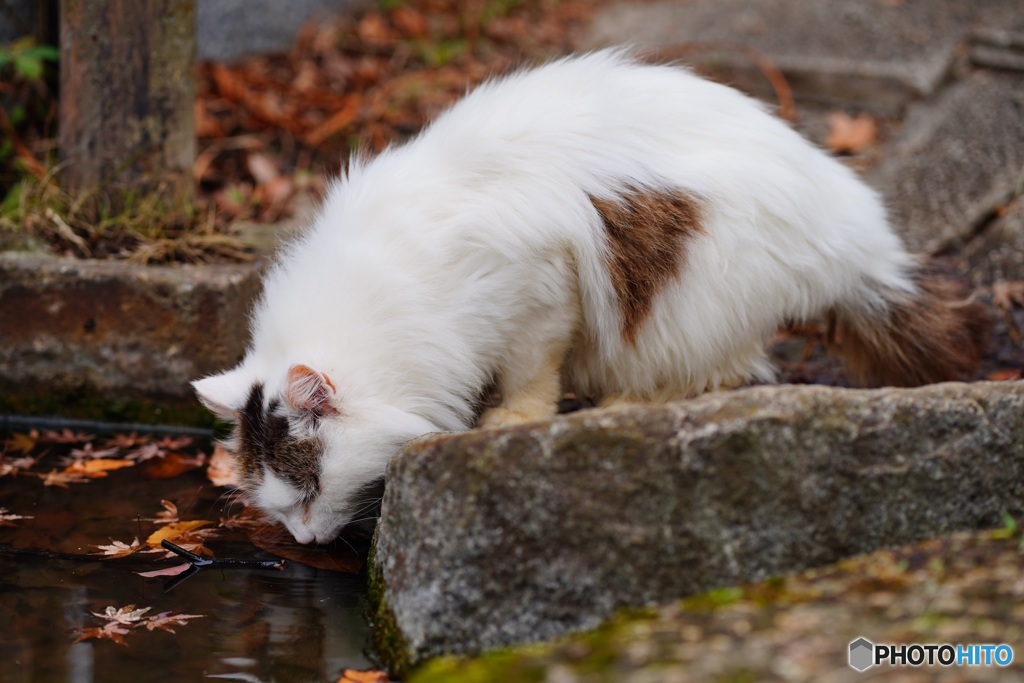 公園猫19