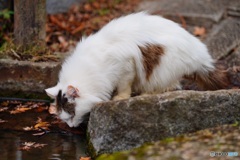 公園猫19