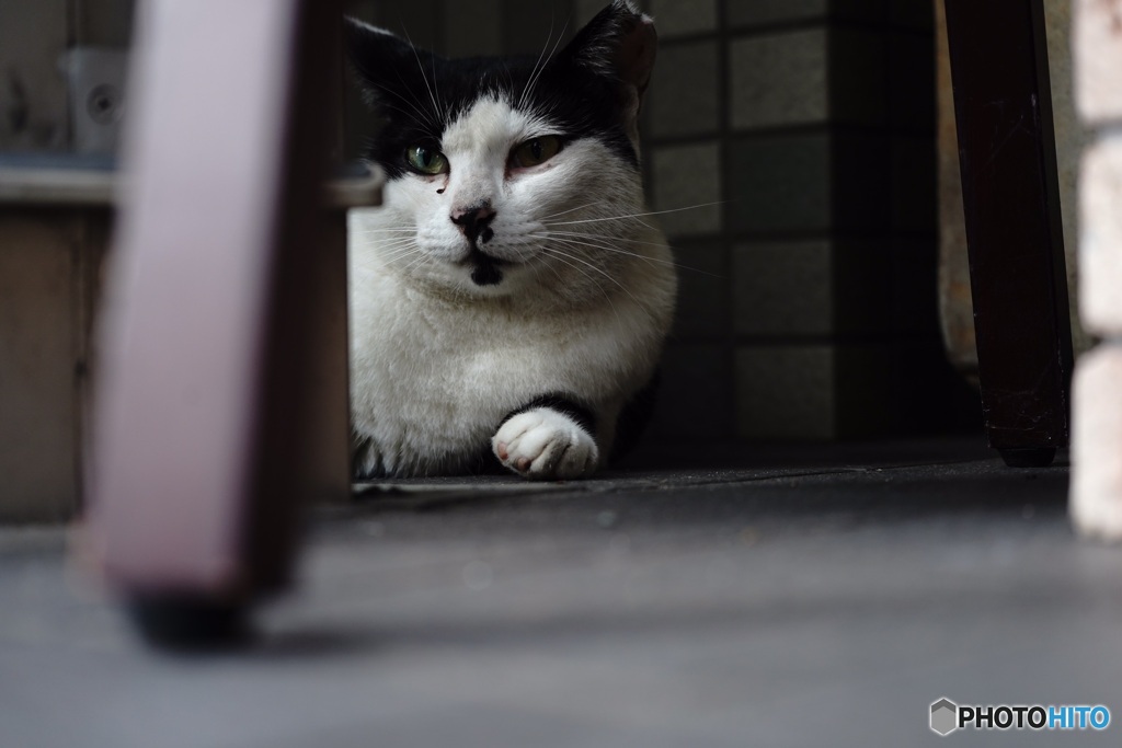 隙間から猫