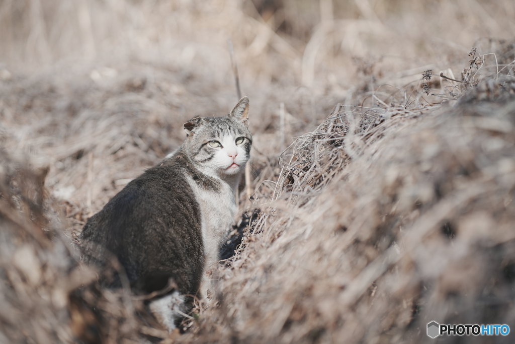 公園猫