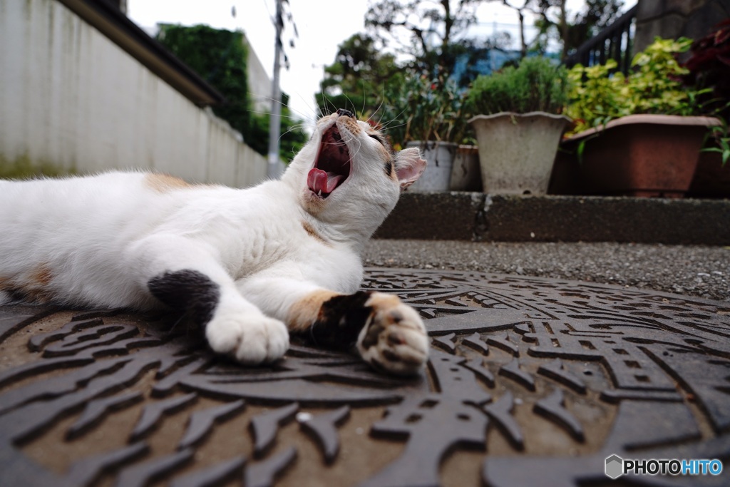 欠伸する猫