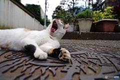 欠伸する猫