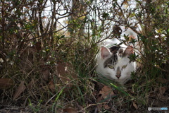 公園猫95