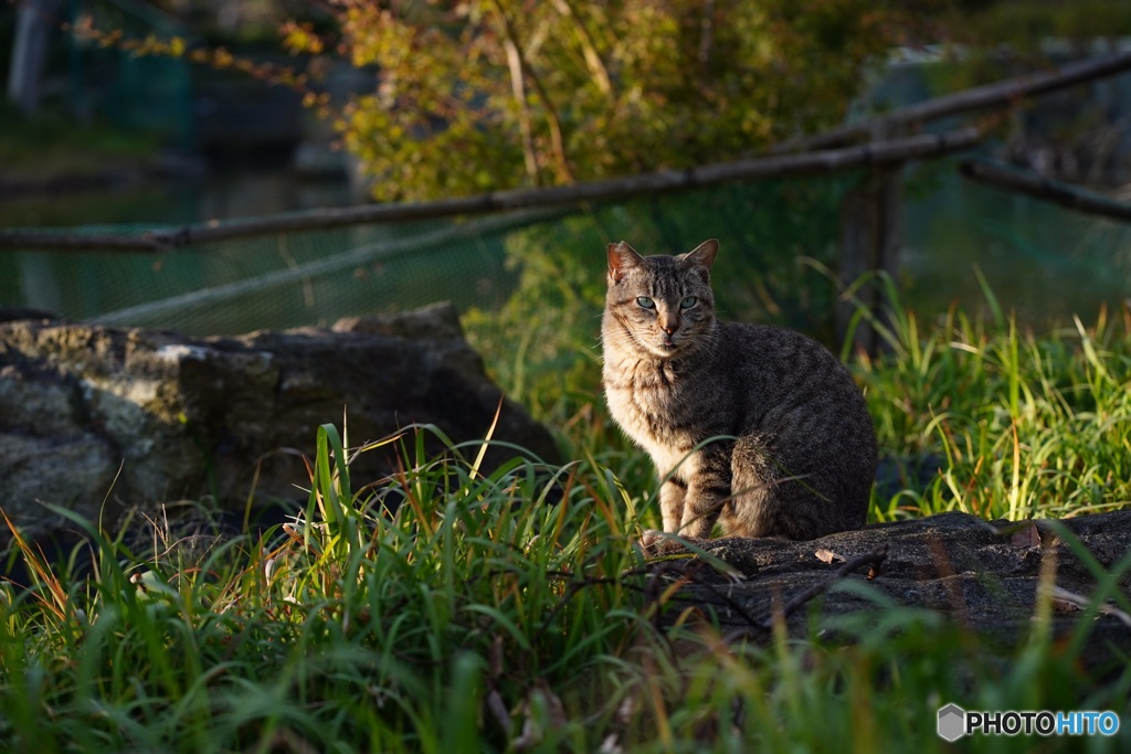 公園猫9