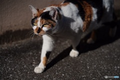 颯爽登場