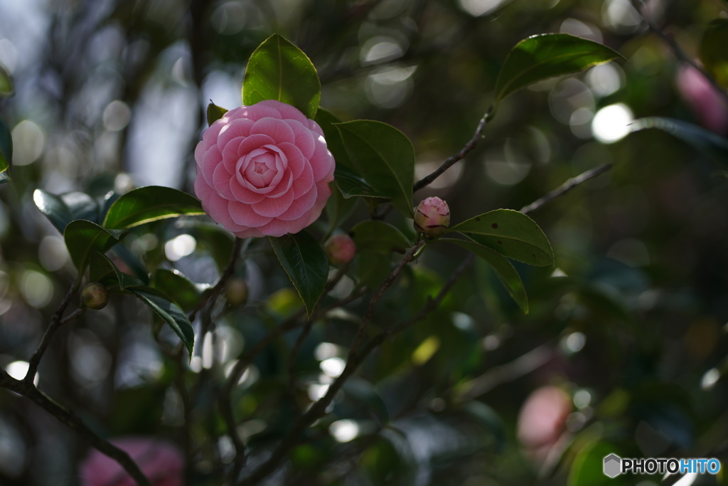 春と公園の花