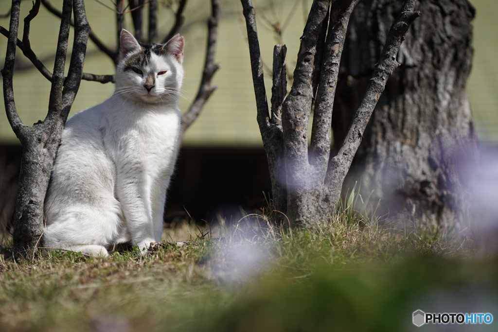 公園猫86
