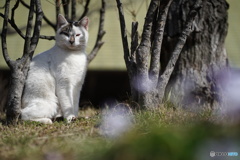 公園猫86