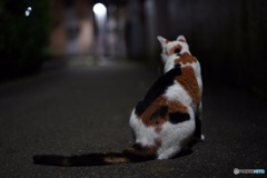 夜猫018