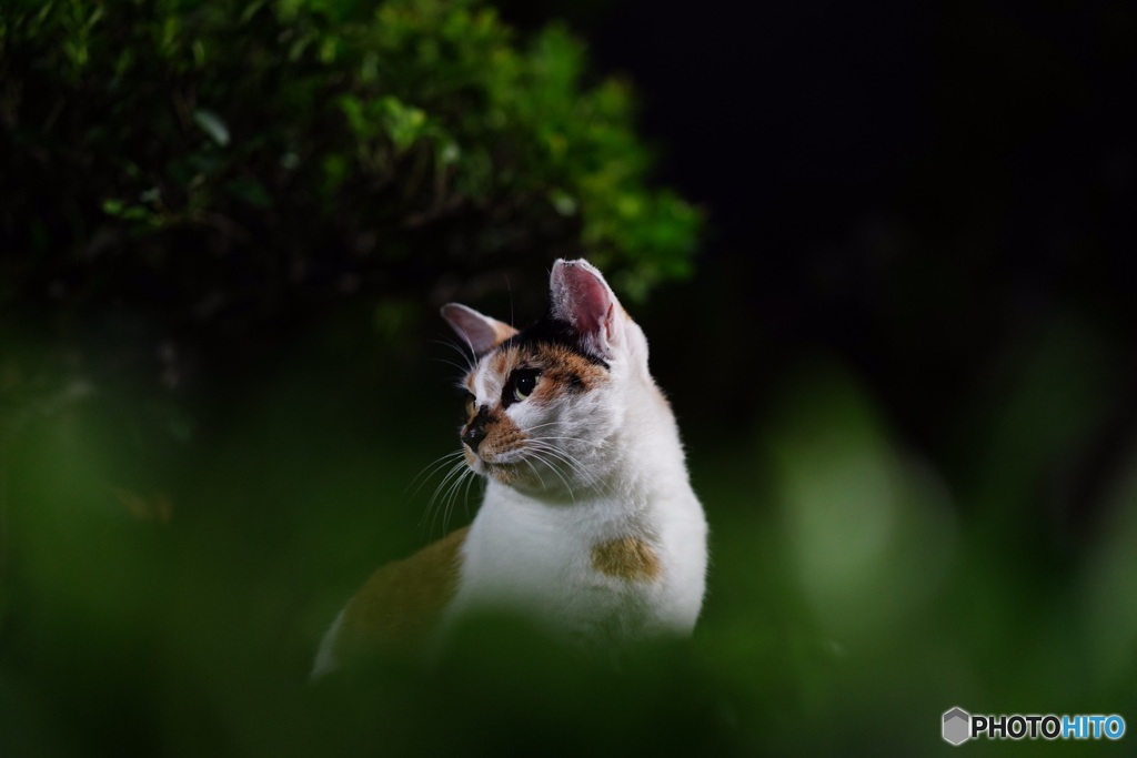 夜猫017