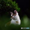 夜猫017