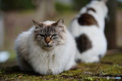 公園猫59