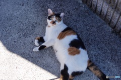 台風一過の猫(無事で良かった)