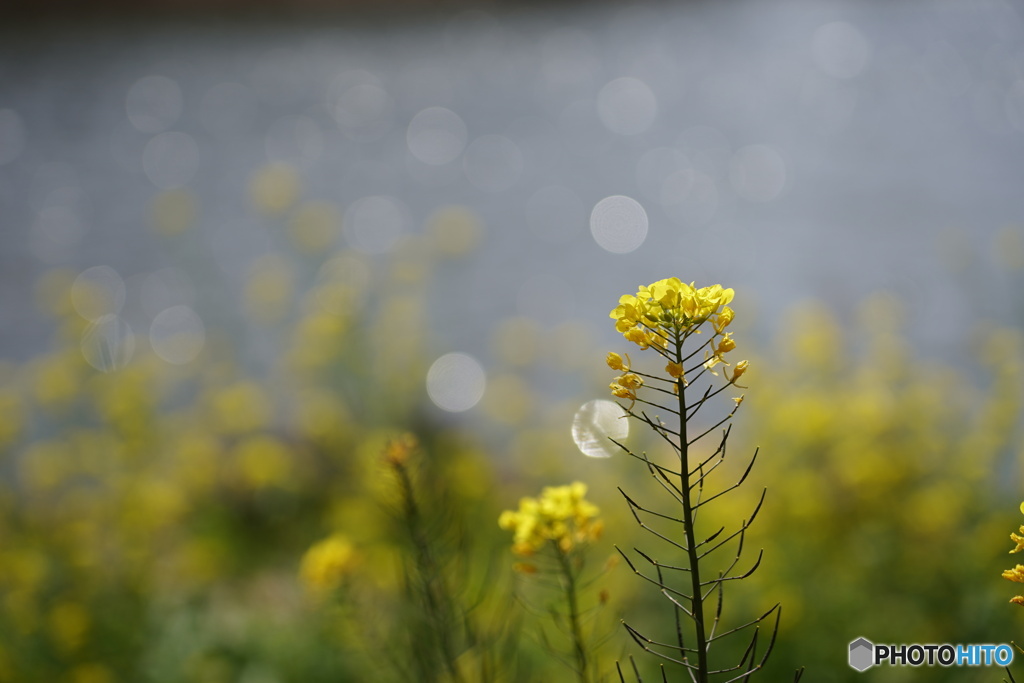 春と公園の花