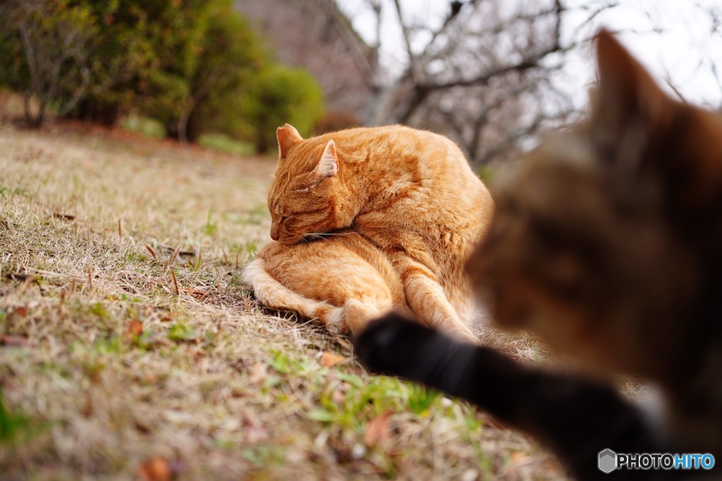 公園猫38