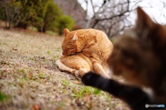 公園猫38