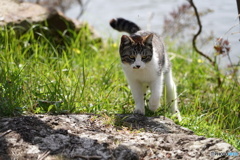 公園猫92