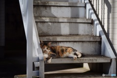 日曜日の猫達④