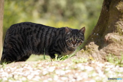 公園猫99