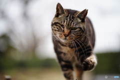 公園猫74
