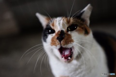 夜猫44