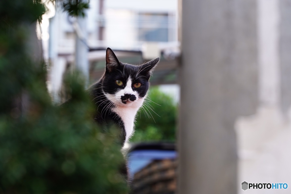 日曜日の猫達③