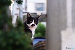 日曜日の猫達③