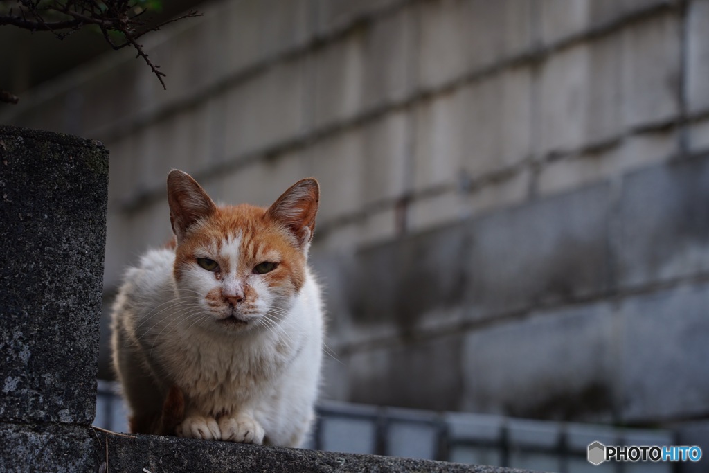 日曜日の猫達②