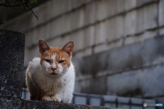 日曜日の猫達②