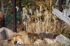 千葉市動物公園6