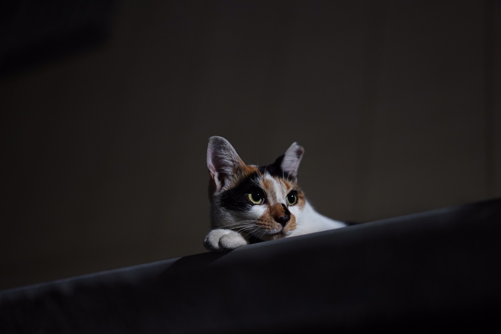夜猫011