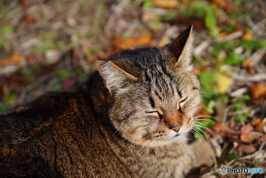 公園猫27
