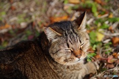 公園猫27