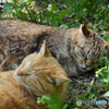ＺＺＺ・・・