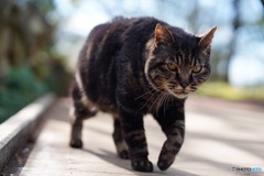 公園猫26