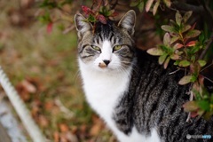 公園猫44
