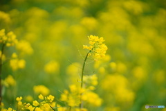 薄曇りの公園にて